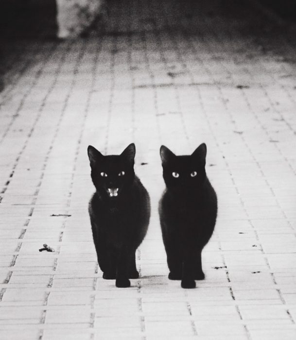 Мистические черные коты