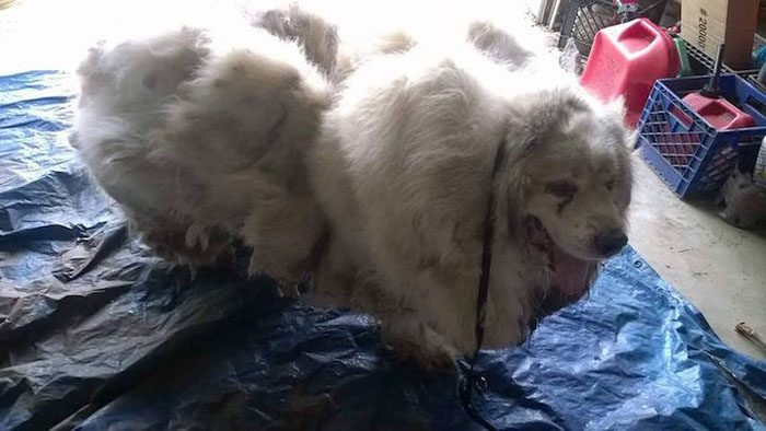 Собаку вернули к жизни, избавив от 16 кг шерсти