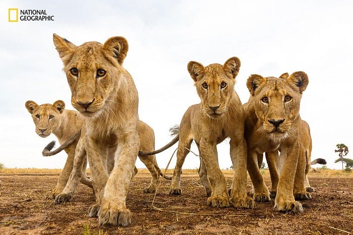 Лучшие фото животных national geographic