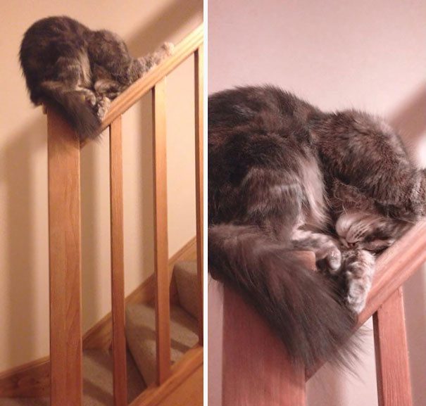 Доказательства того, что кошки могут уснуть где угодно