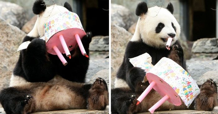 Как зверюшки отмечают день своего рождения