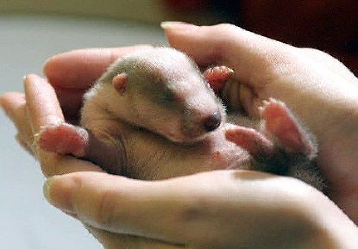 Очаровательные новорожденные животные