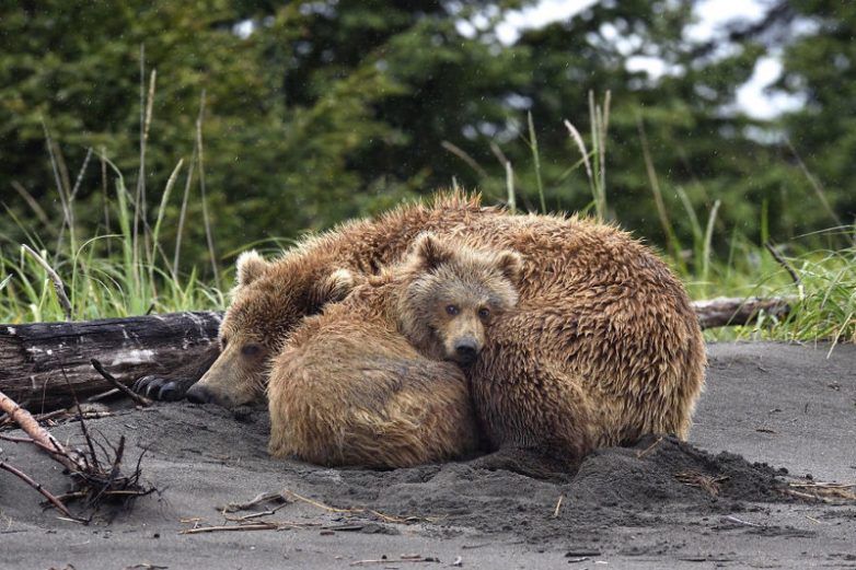 Трогательные мамы-медведицы и их медвежата