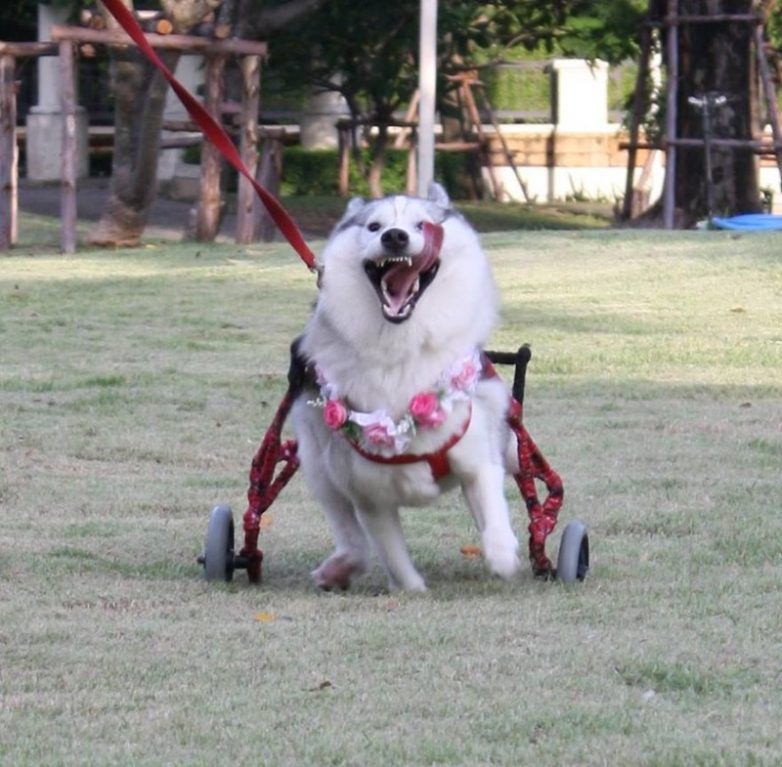 Самая счастливая собака в инвалидной коляске
