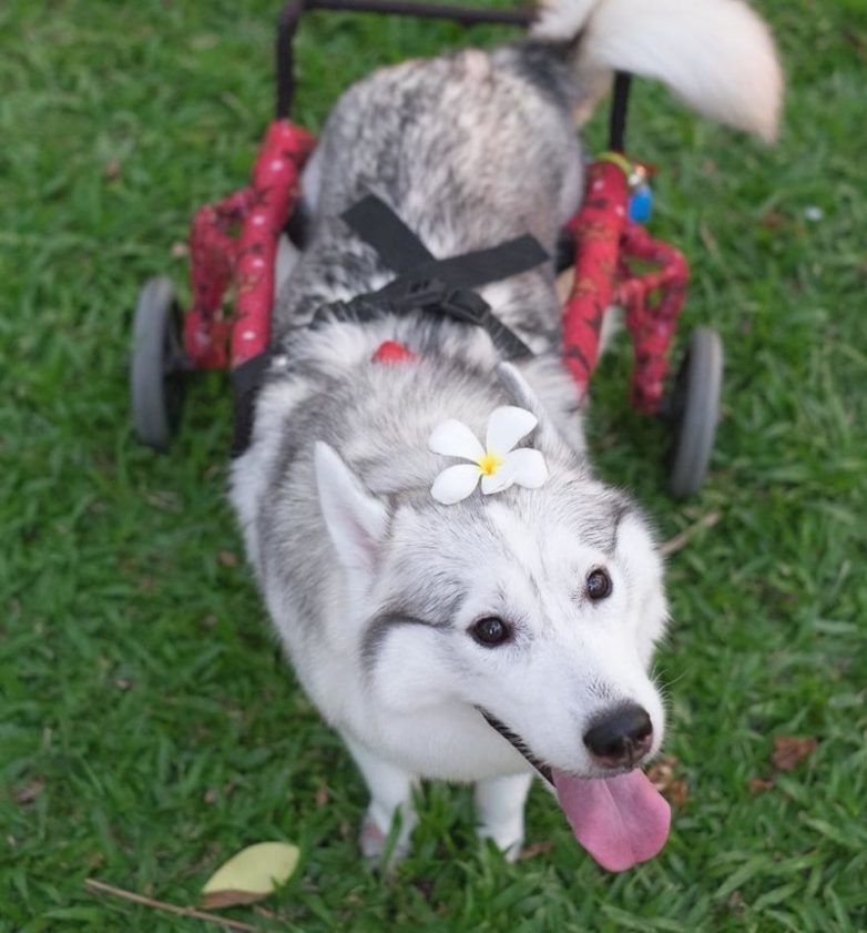 Самая счастливая собака в инвалидной коляске