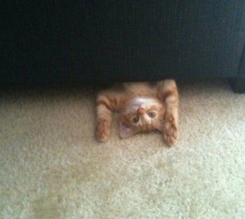 Котики, которые явно не знают, как пользоваться диваном