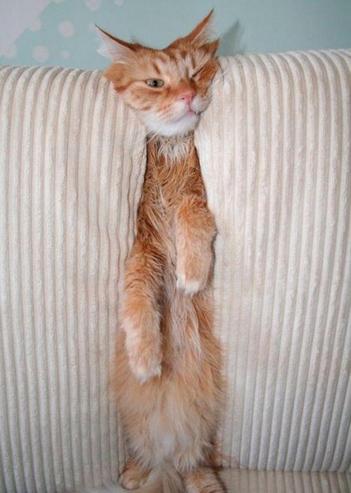 Котики, которые явно не знают, как пользоваться диваном