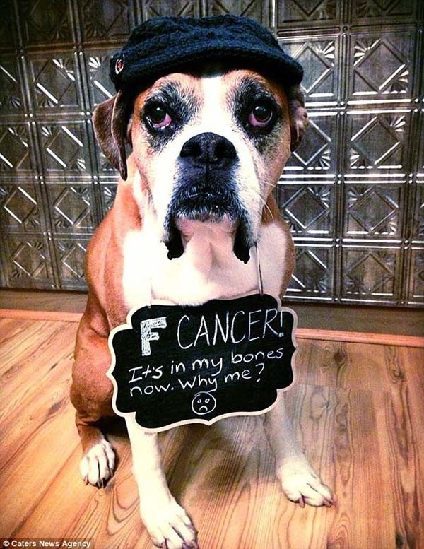 Счастливые дни умирающей от рака собаки