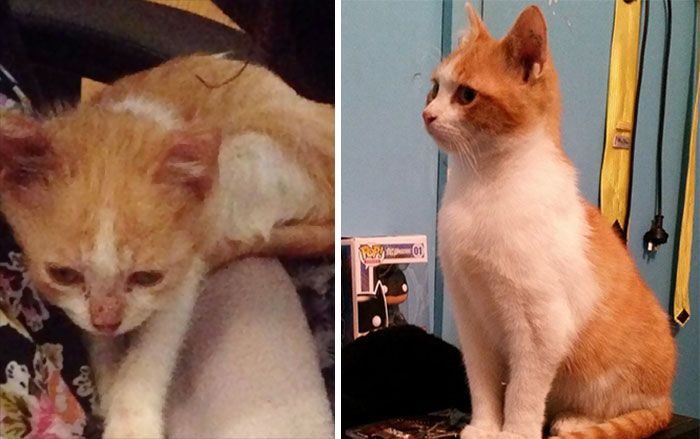 Кошки, до и после того, как их подобрали с улицы