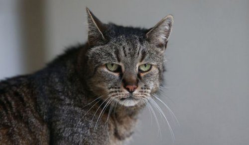 Мускат — самый старый кот в мире