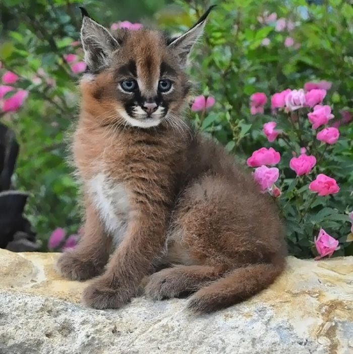 Каракал - самый милый представитель семейства кошачьих