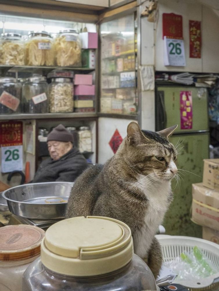 Кошки Гонконга, которые живут в китайских магазинах