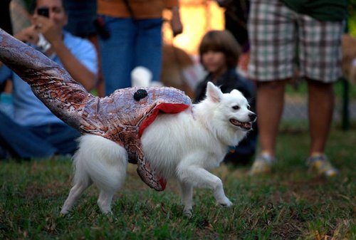Смешные собачки в костюмах на Хэллоуин