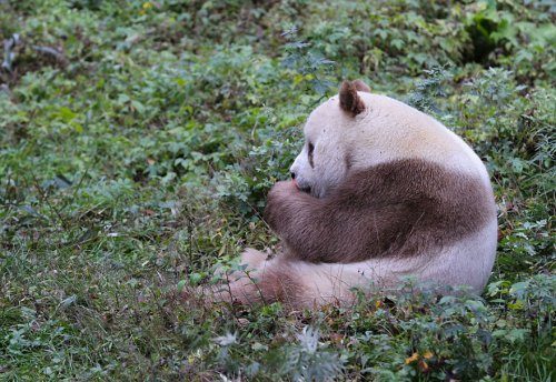Единственный коричневый бамбуковый медведь в природе