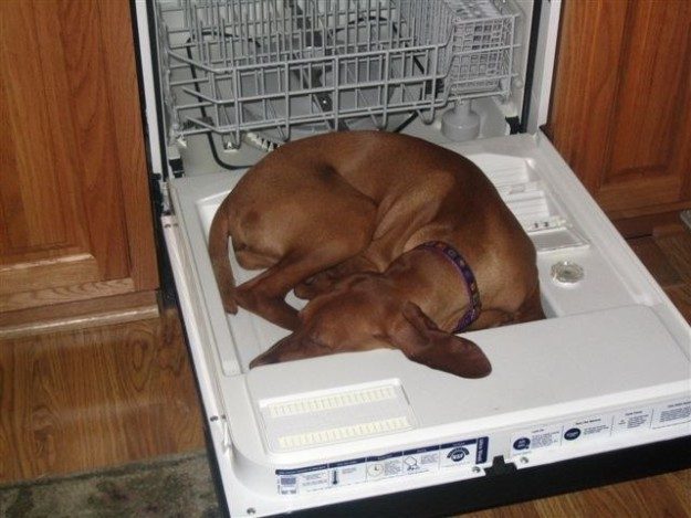 Собаки, которые спят, где им вздумается