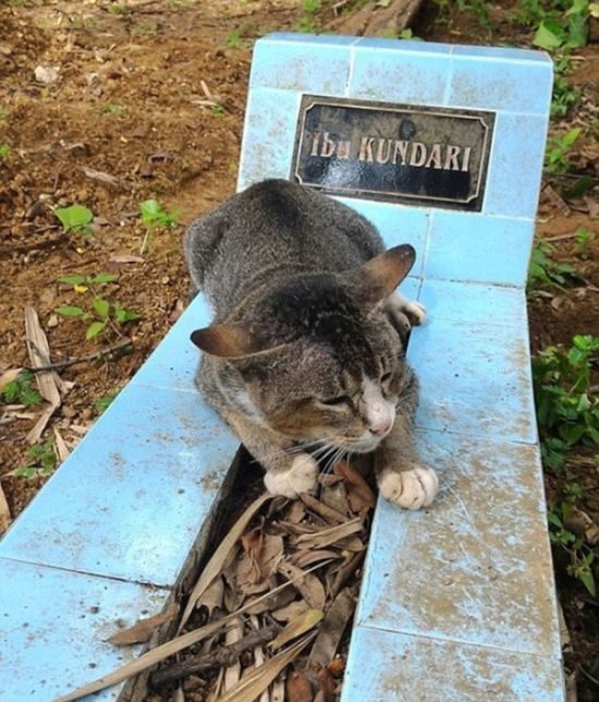 Кошка уже год живет у могилы своей умершей хозяйки
