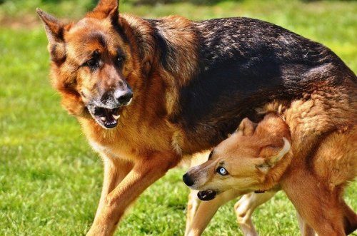 Факты про собачьи бои