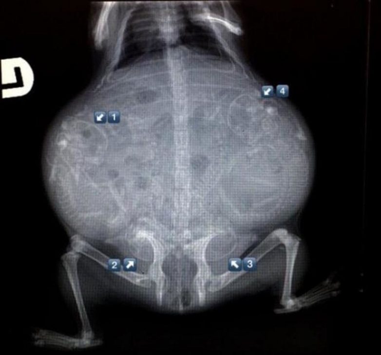 Беременные животные под рентгеном