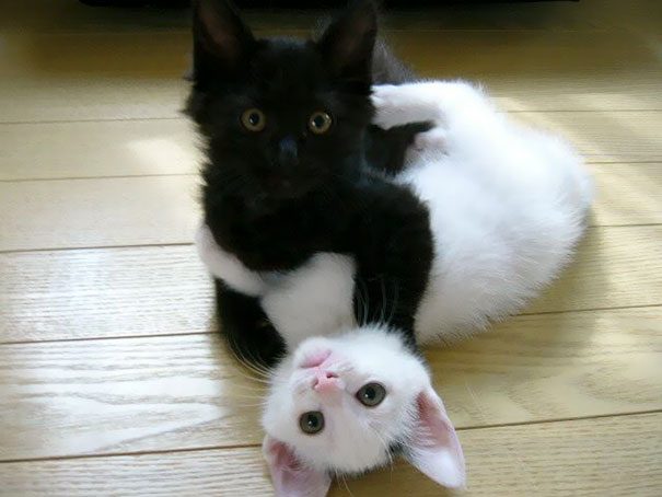 Черные и белые котики, которые кажутся одним целым