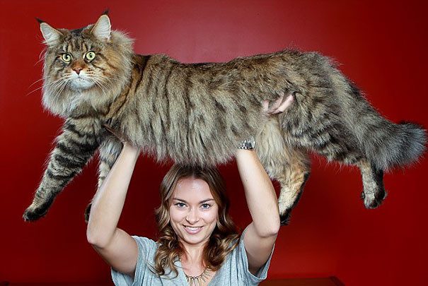Самые крупные коты в мире