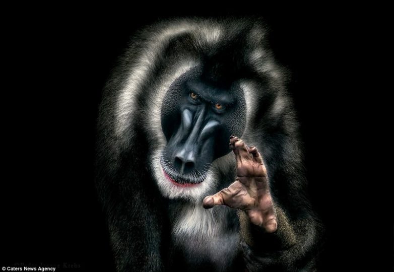 Невероятные портреты диких животных