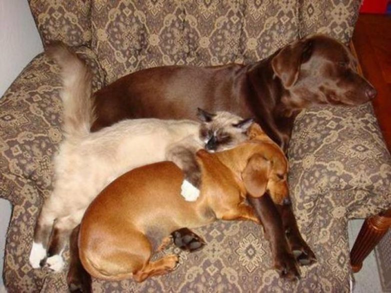 Спят усталые собачки