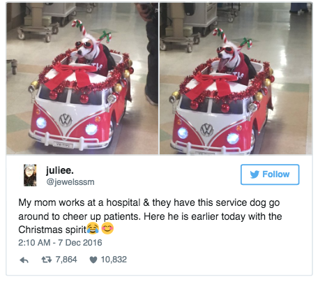Симпатичный пес, одетый в костюм Санты, веселит пациентов больницы