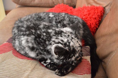 Кот с необычным окрасом шерсти