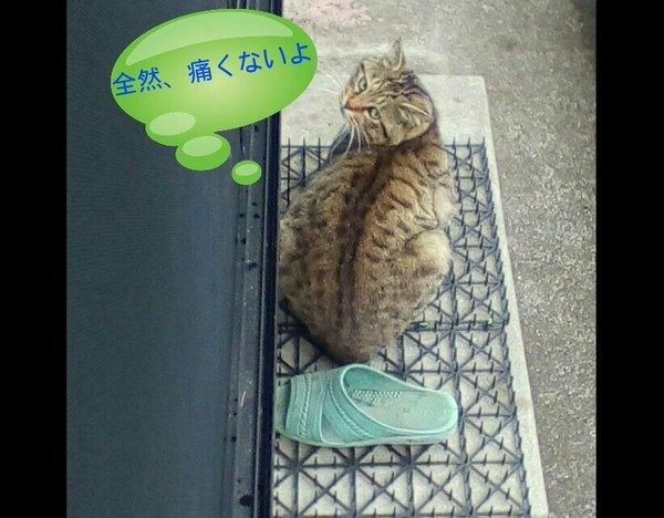 Японцы не знают, как отпугивать котиков