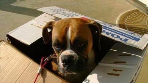 Собаки, которые тоже очень любят сидеть в коробках
