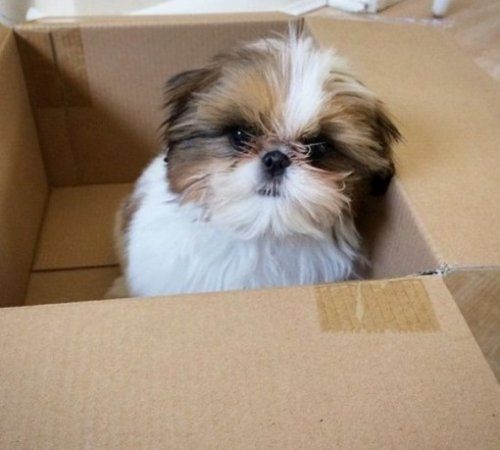 Собаки, которые тоже очень любят сидеть в коробках