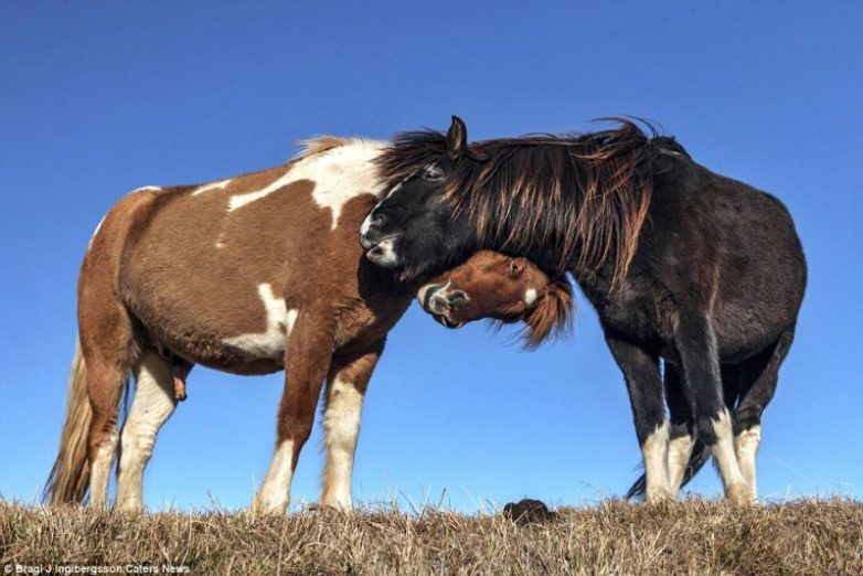 Дикие лошади Исландии невероятной красоты