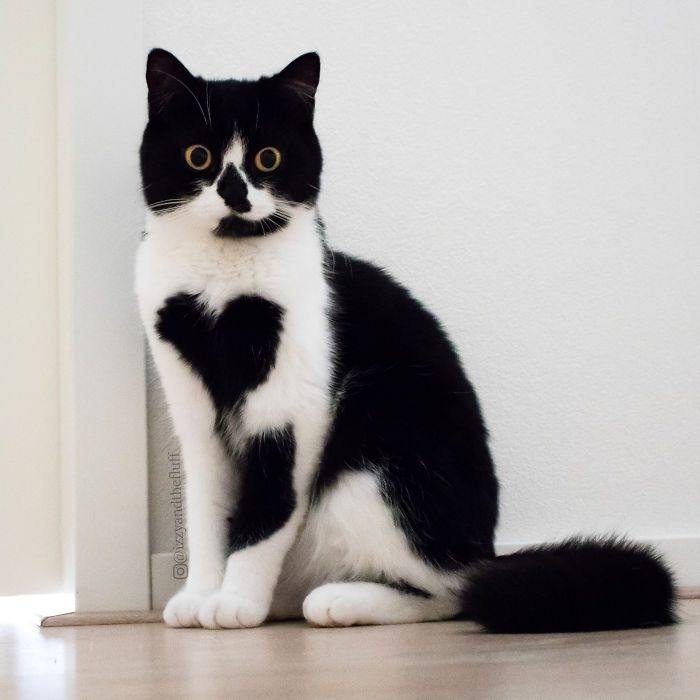 Кошка, которая носит сердце на своей груди