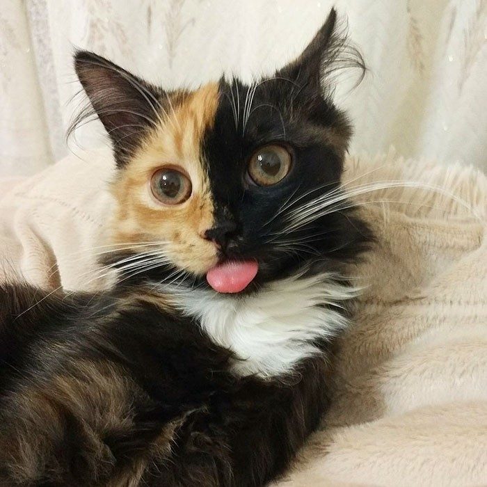 Кошка Яна с уникальным окрасом