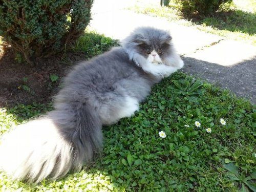 Цезарь — кот, который имеет очень длинную шерсть