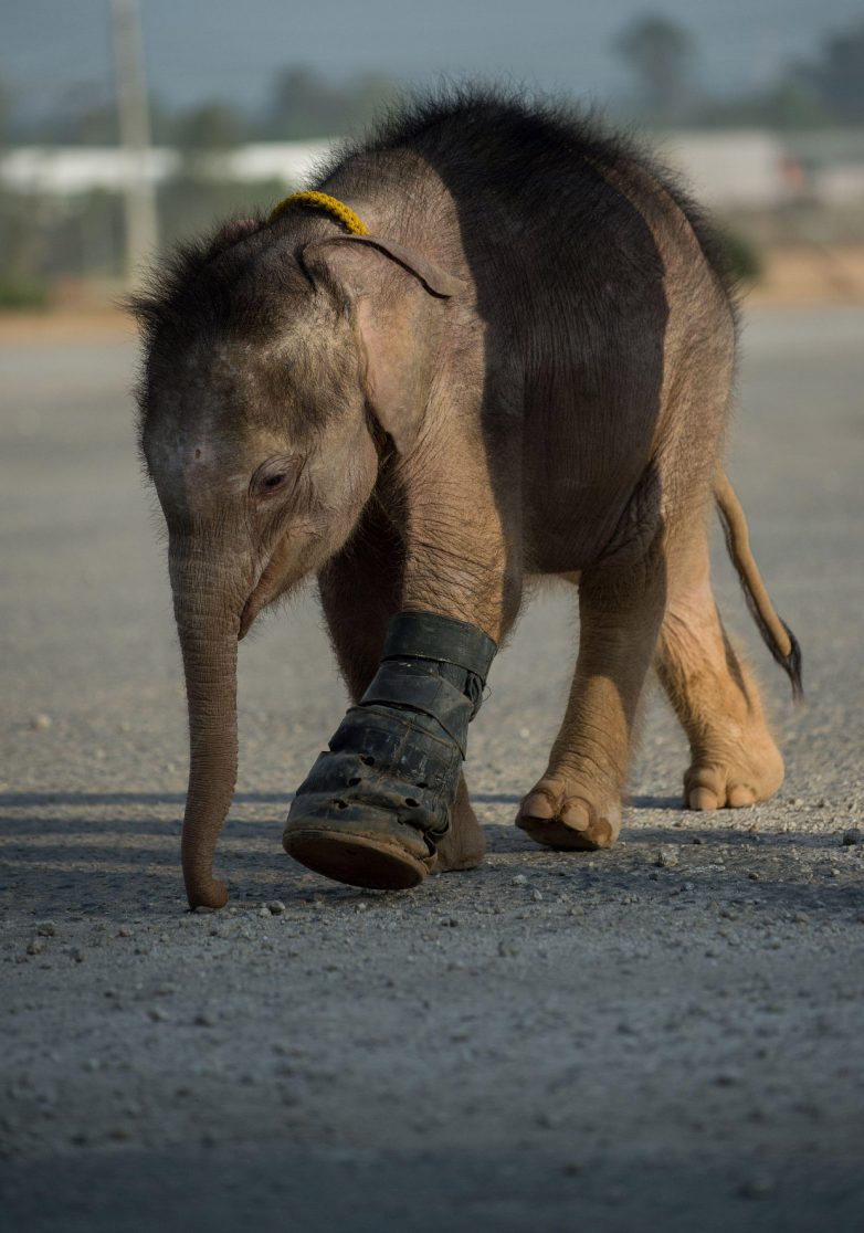 Слонёнка заново учат ходить
