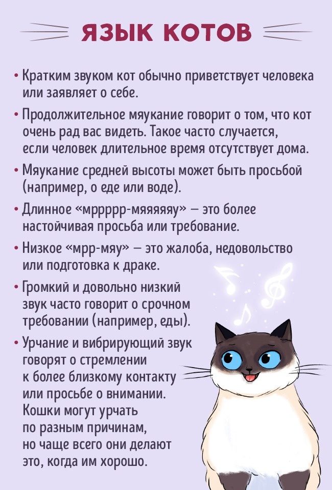 Как стать лучшим другом вашему коту