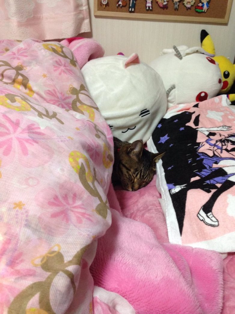 Милые котики в кроватках