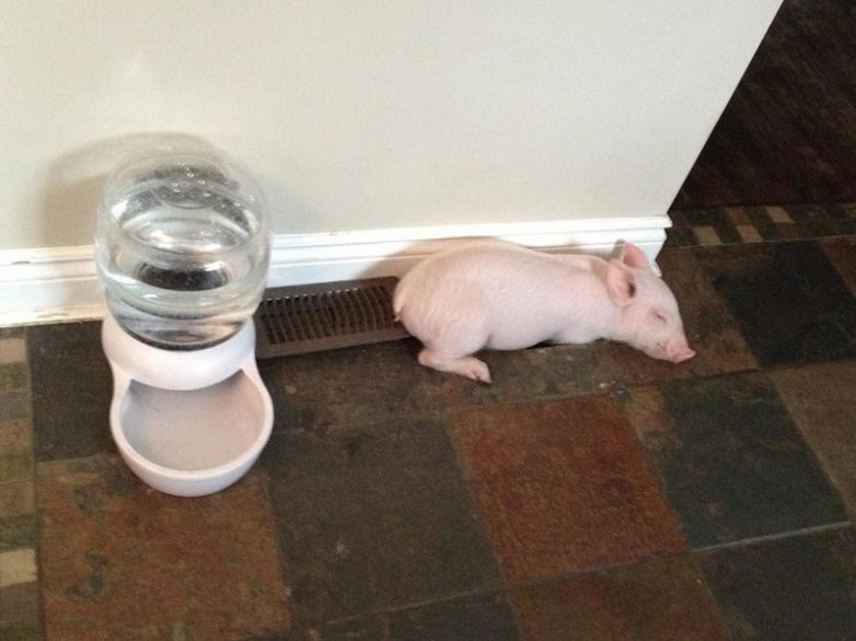 Очень счастливая домашняя свинья