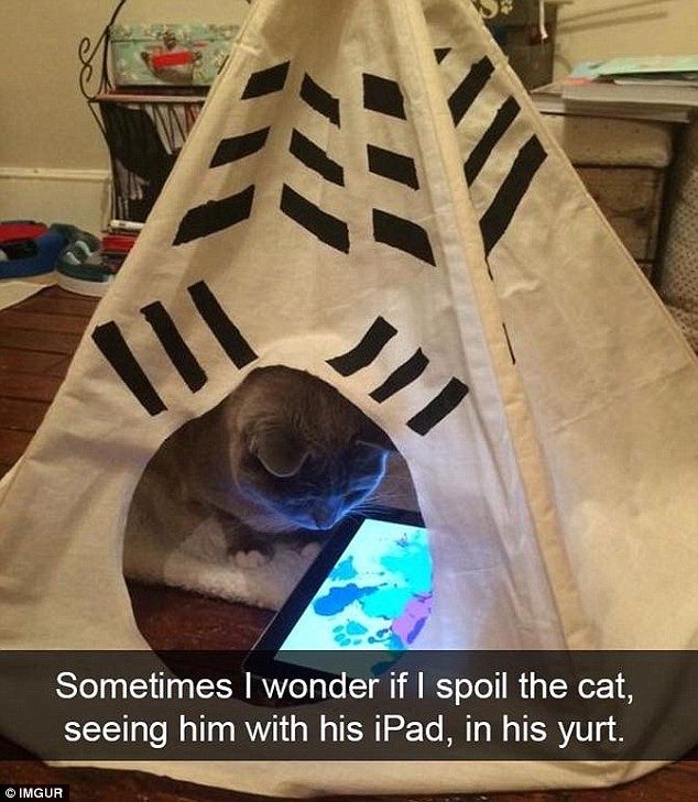 Коты в недоумении