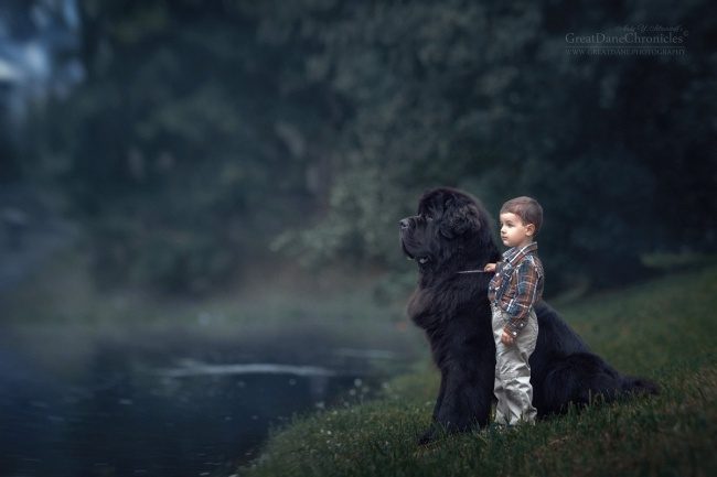 Маленькие дети и большие собаки