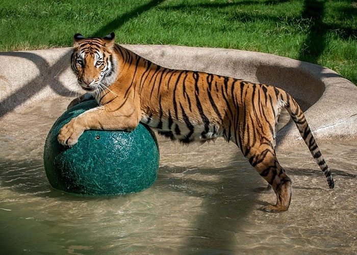Спасение больного тигра