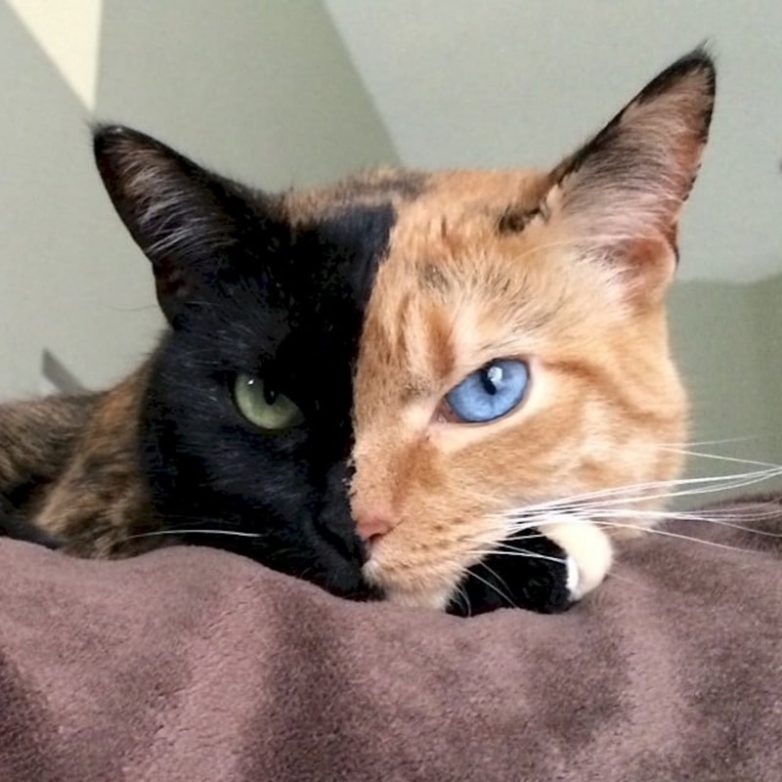 Коты с необычным окрасом