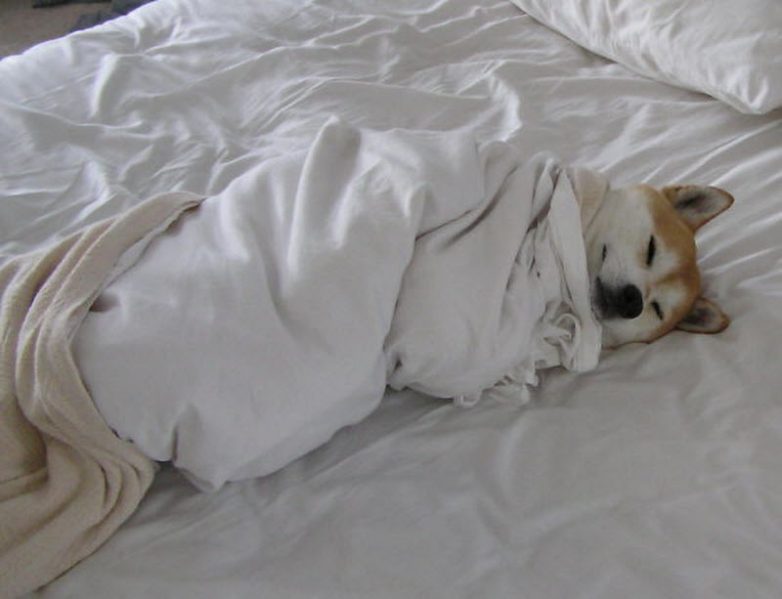 Собаки, которые очень любят понежиться в постели