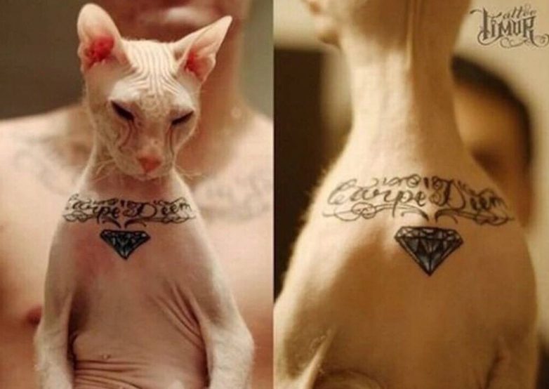 Татуировки домашних животных, способ запомнить их навсегда