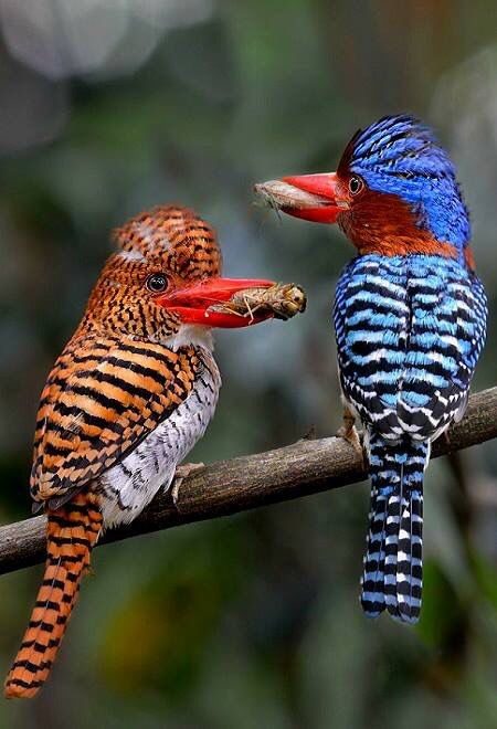 Птички невероятной красоты
