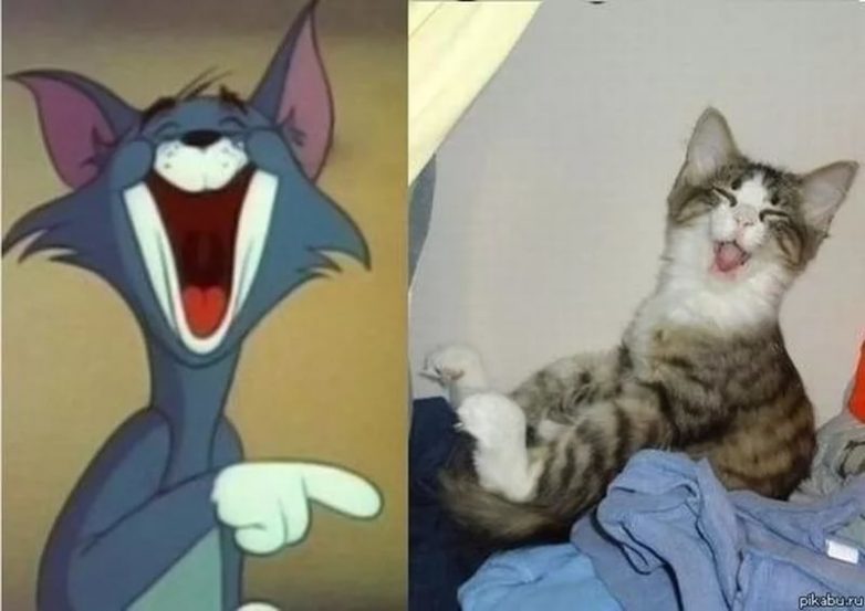 Смешные и очаровательные котики