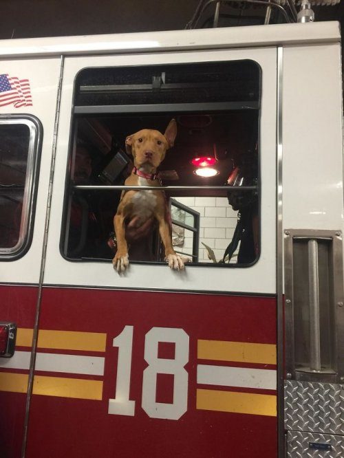 Собака, брошенная хозяевами умирать, подружилась с пожарными
