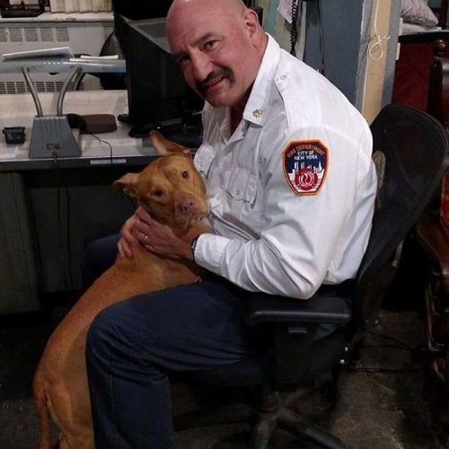 Собака, брошенная хозяевами умирать, подружилась с пожарными