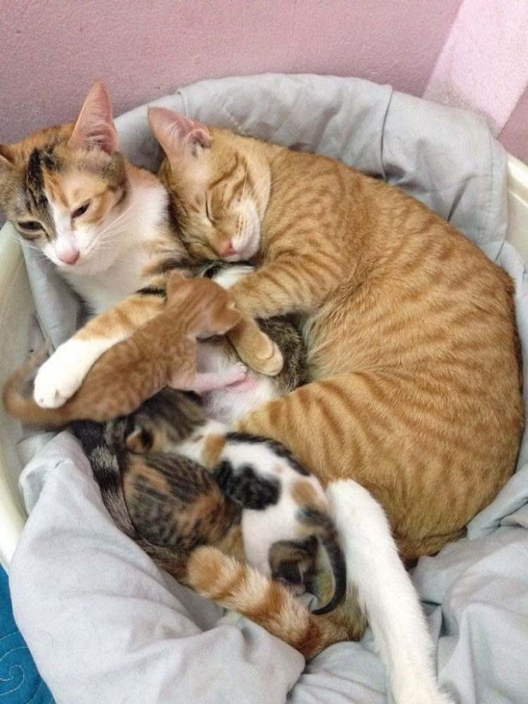 Кот, который поддержал свою кошку во время родов